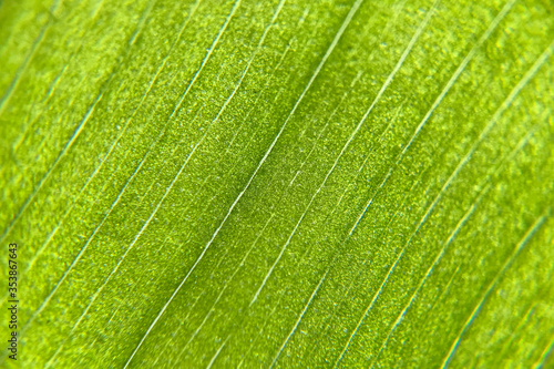 Macro leaves background texture, Abstract nature background and beautiful wallpaper, fresh wallpaper concept, Fresh green leaf background