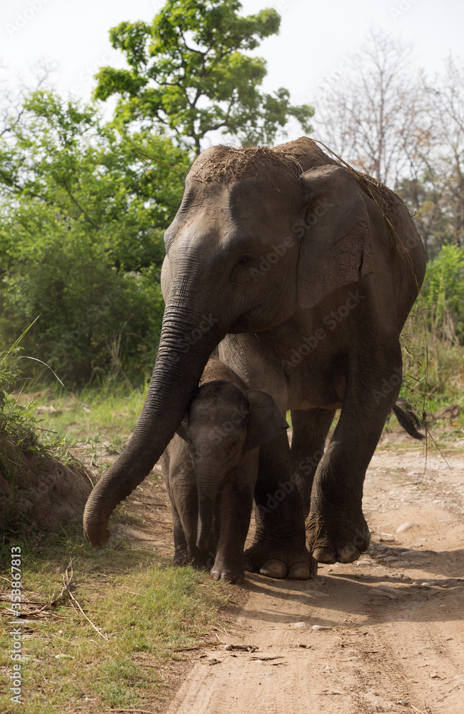 Obraz premium Mother elephant protecting her calf, Jim Corbett National Park