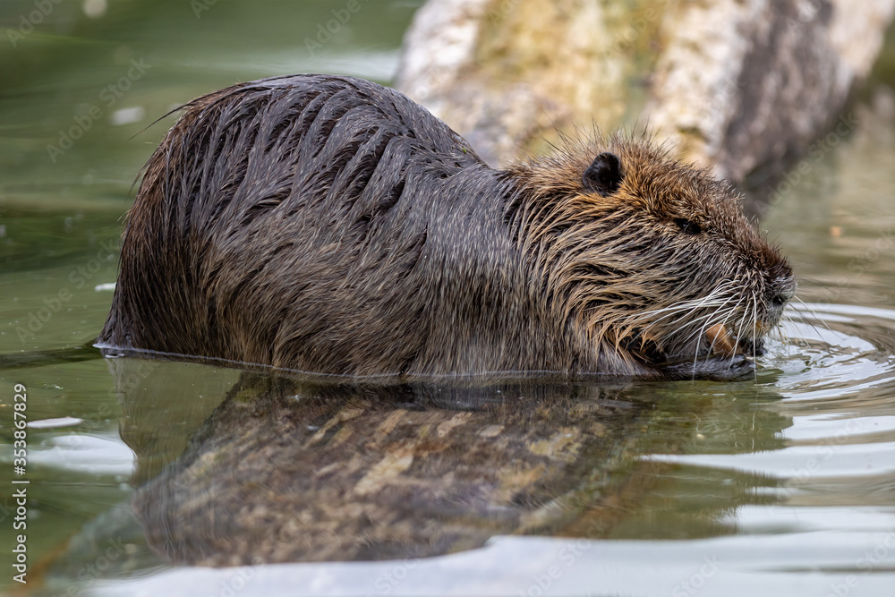Die Nutria, auch Biberratte oder seltener Sumpfbiber | Bisamratte Die Nutria, auch Biberratte oder seltener Sumpfbiber | Bisamratte