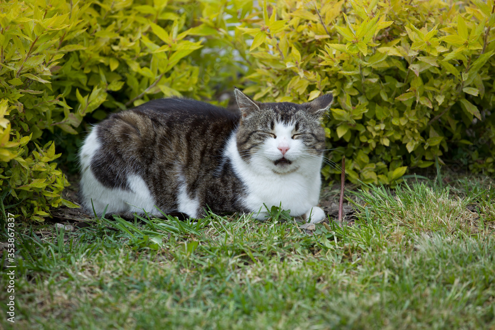 cute and beautiful tricolor cat resting in the green grass