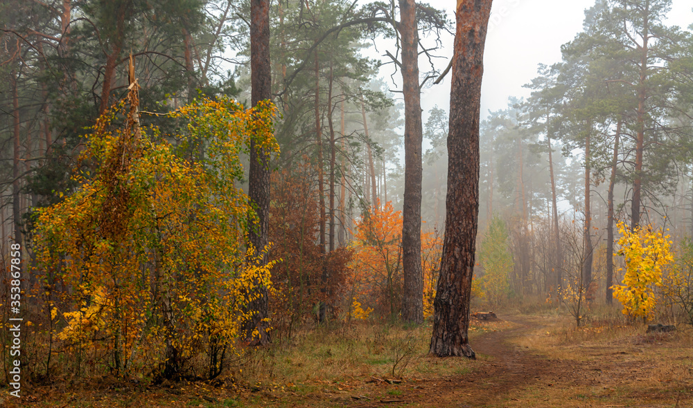 Obraz premium Paved tiles. Abstract background. Design decision.