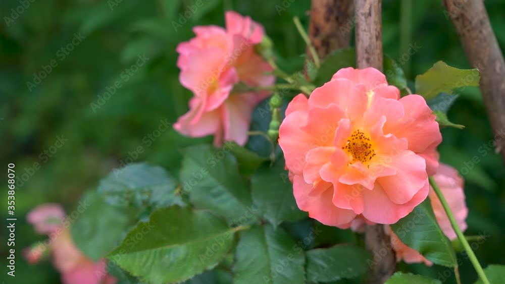 Apricotfarbene Blüte einer Rose in einem Bauerngarten in Nahaufnahme Apricotfarbene Blüte einer Rose in einem Bauerngarten in Nahaufnahme