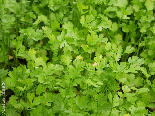 green leaves nature background, leaf plant texture