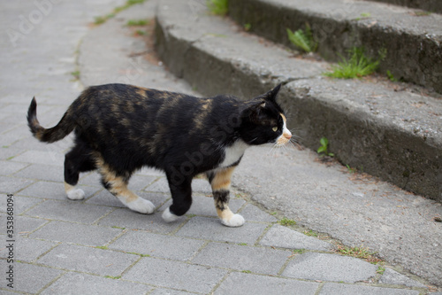 cute and beautiful tricolor cat walks on the cobblestones on the street