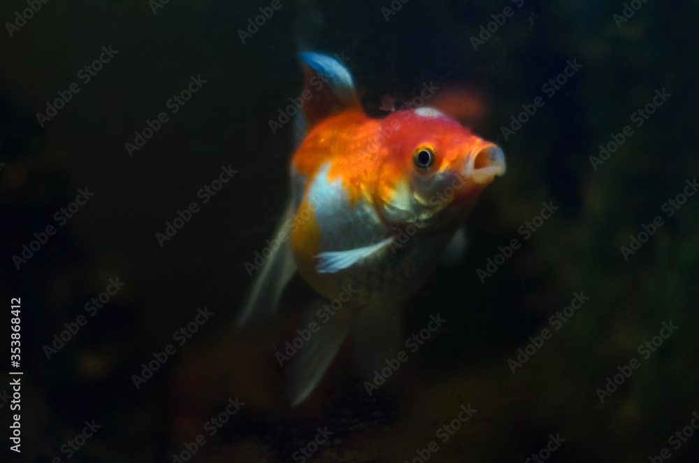 goldfish in the aquarium. the fish looks forward, opening its mouth. on a black background goldfish in the aquarium. the fish looks forward, opening its mouth. on a black background