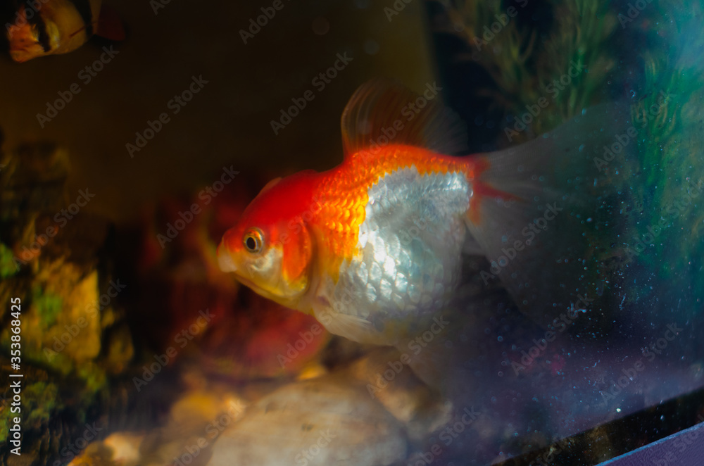 goldfish in the aquarium. the fish looks forward, opening its mouth. on a black background goldfish in the aquarium. the fish looks forward, opening its mouth. on a black background