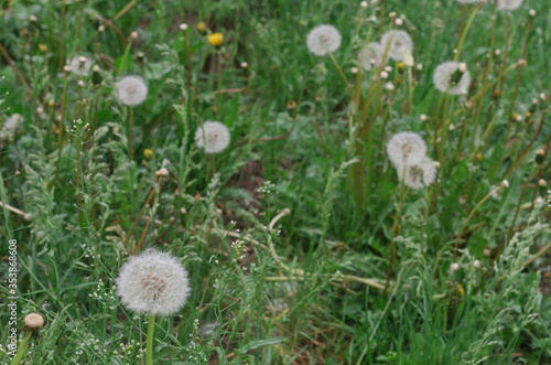 Blooming dandelions in a clearing in the Park
