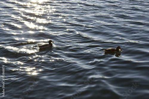 duck in the water