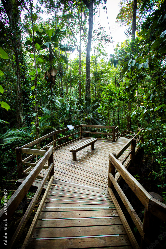The Daintree Jindalba Boardwalk in Australia The Daintree Jindalba Boardwalk in Australia