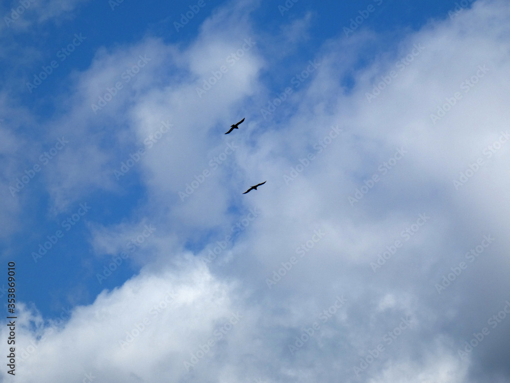 Corvi neri n volo Corvi neri n volo