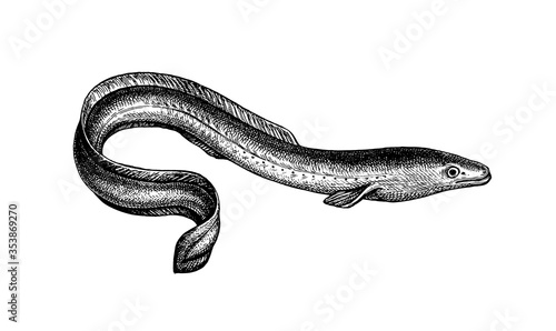 Ink sketch of Japanese eel