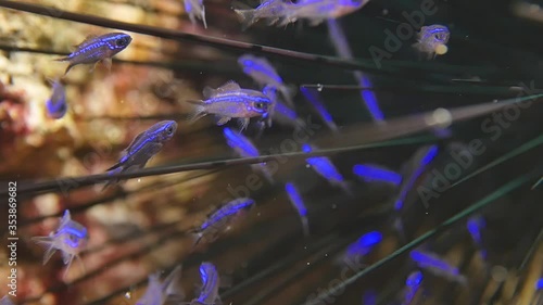 juvenile damsel fish hiding in the needles and spines of sea urchin and a scorpion fish watch them to catch and hunt them  hunt and hunter ocean scenery photo