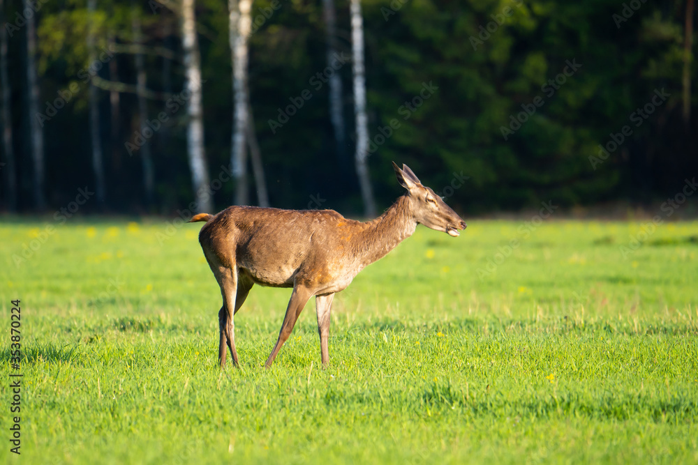 One deer on green field One deer on green field
