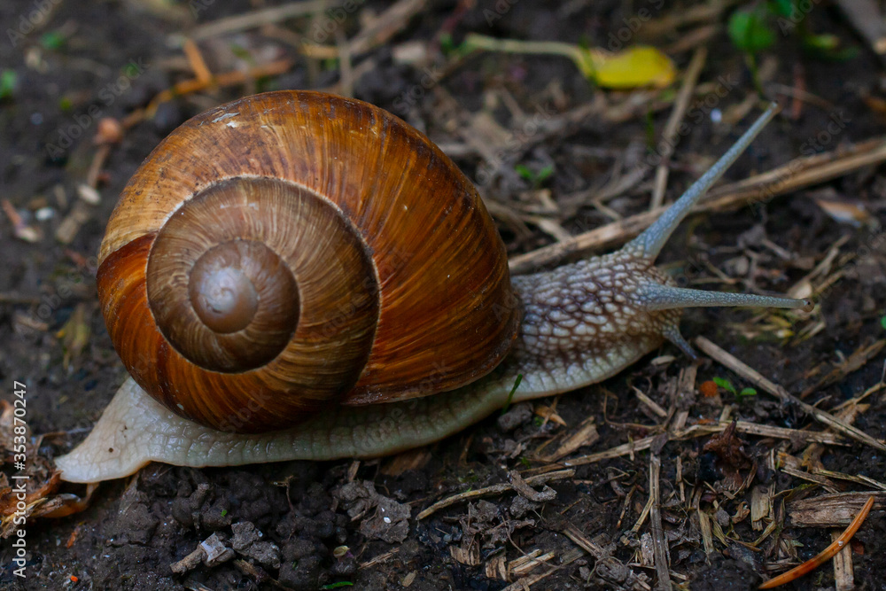 Helix pomatia. Creeping snail. Lazy animal close up. Natural spiral. Helix. Malacology. Helix pomatia. Creeping snail. Lazy animal close up. Natural spiral. Helix. Malacology.