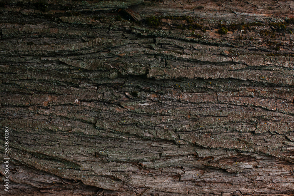 Wood texture. Old tree close-up. Background with a bark. Wood texture. Old tree close-up. Background with a bark.