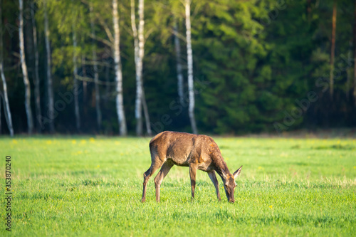 Deer eating fresh green grass