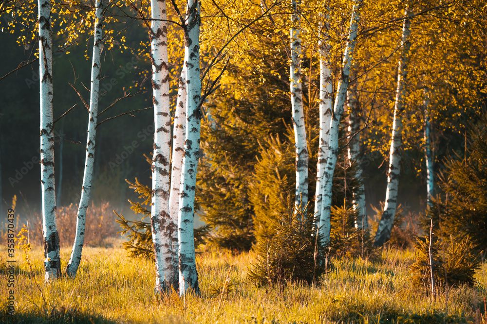 Fototapeta premium Birch trees in autumn forest