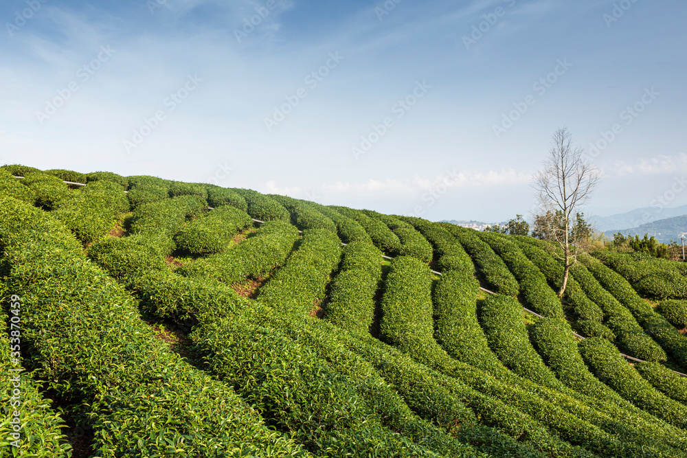 Plantación de té t high mountain taiwan