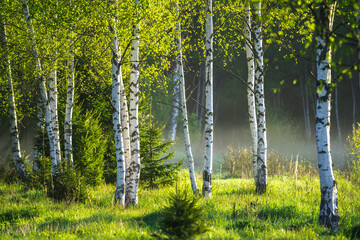 Fotobehang Berkenbos Lentebloesem in het berkenbos  © alexugalek