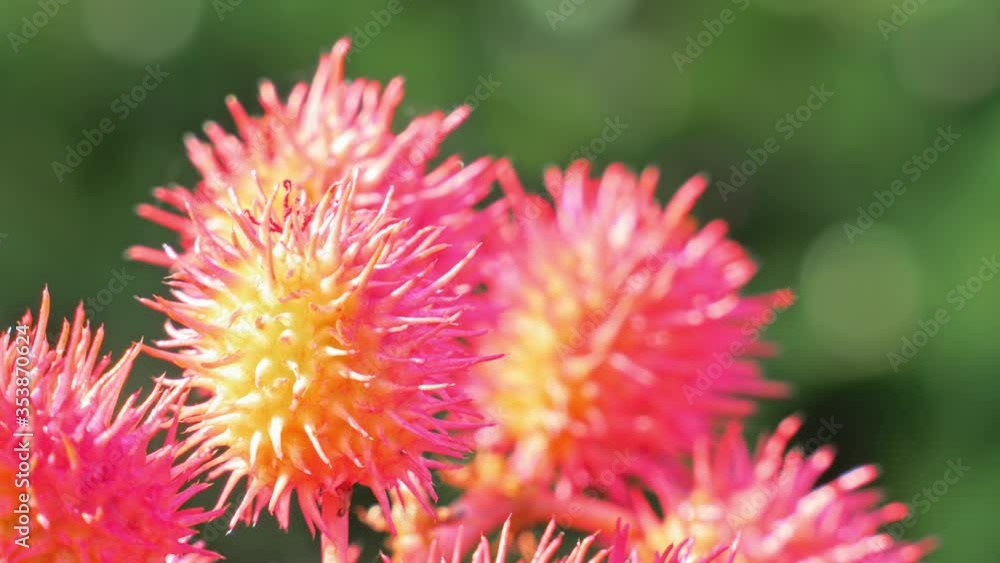 Castor oil plant with red prickly fruits on nature background. Close up Castor oil plant with red prickly fruits on nature background. Close up