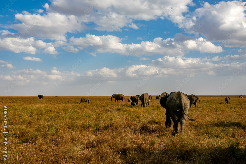タンザニア・セレンゲティ国立公園で見かけた、アフリカゾウの群れと青空