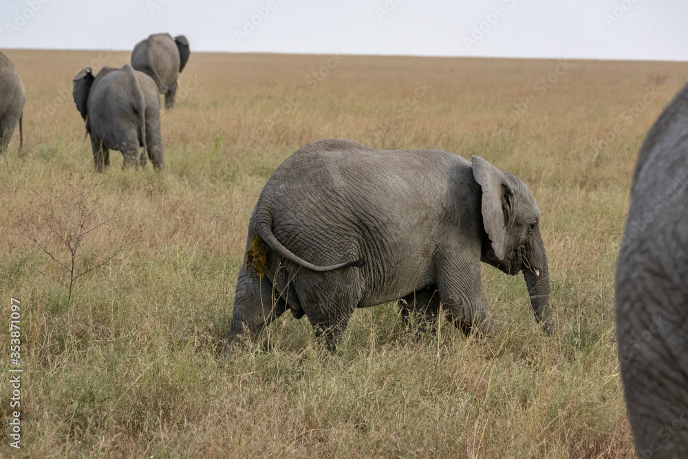 タンザニア・セレンゲティ国立公園で見かけたアフリカゾウの群れ