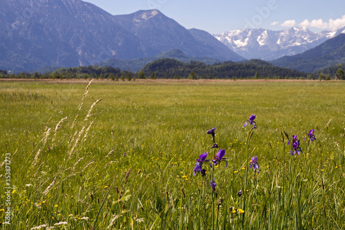 das Murnauer Moor, eines der größten Moorgebiet Mitteleuropas photo