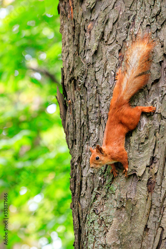 An orange squirrel runs upside down a tree trunk.