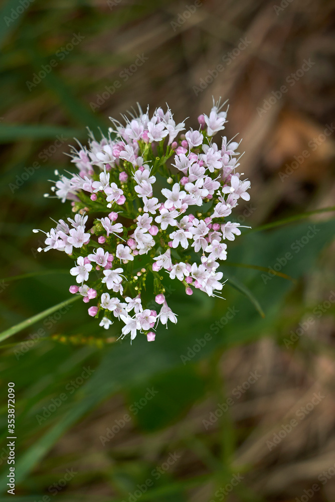 Valeriana montana 