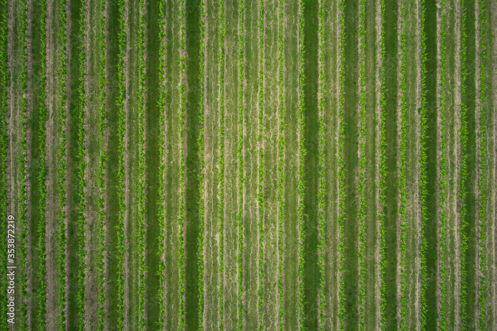 Aerial view, grape plantation in the north of Italy. Vertical strip Aerial view, grape plantation in the north of Italy. Vertical strip
