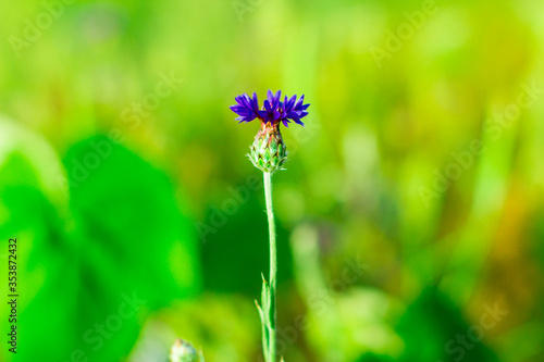 Beautiful meadow blue flower.