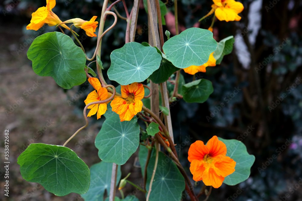 colorful flowers in the garden colorful flowers in the garden