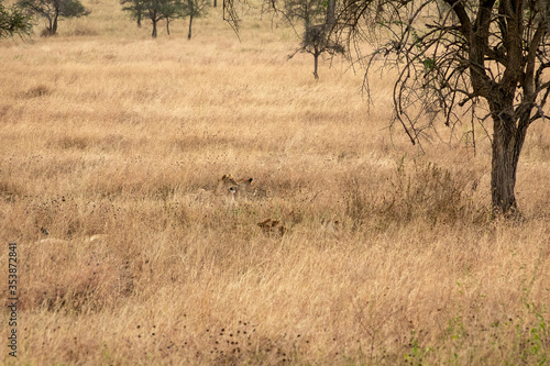 タンザニア・セレンゲティ国立公園の草原で、遠くに見えるライオンの群れ