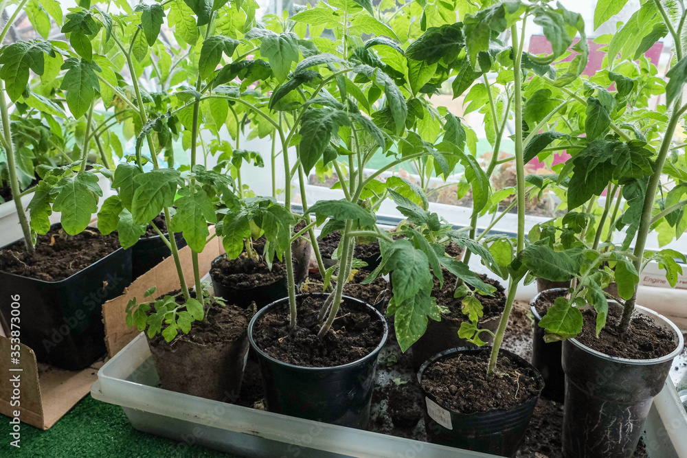 seedlings in peat pots.Baby plants seeding, black hole trays for agricultural seedlings.The spring planting. Early seedling , grown from seeds in boxes at home on the windowsill