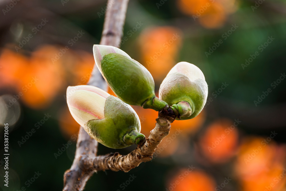 Bombax ceiba flowers blooming in the trees Bombax ceiba flowers blooming in the trees