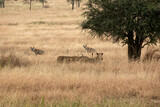 タンザニア・セレンゲティ国立公園の草原ですれ違う、ブチハイエナとライオンの群れ