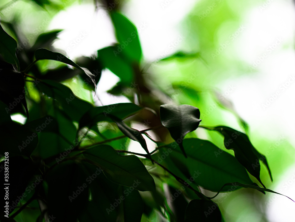 green leaves green leaves