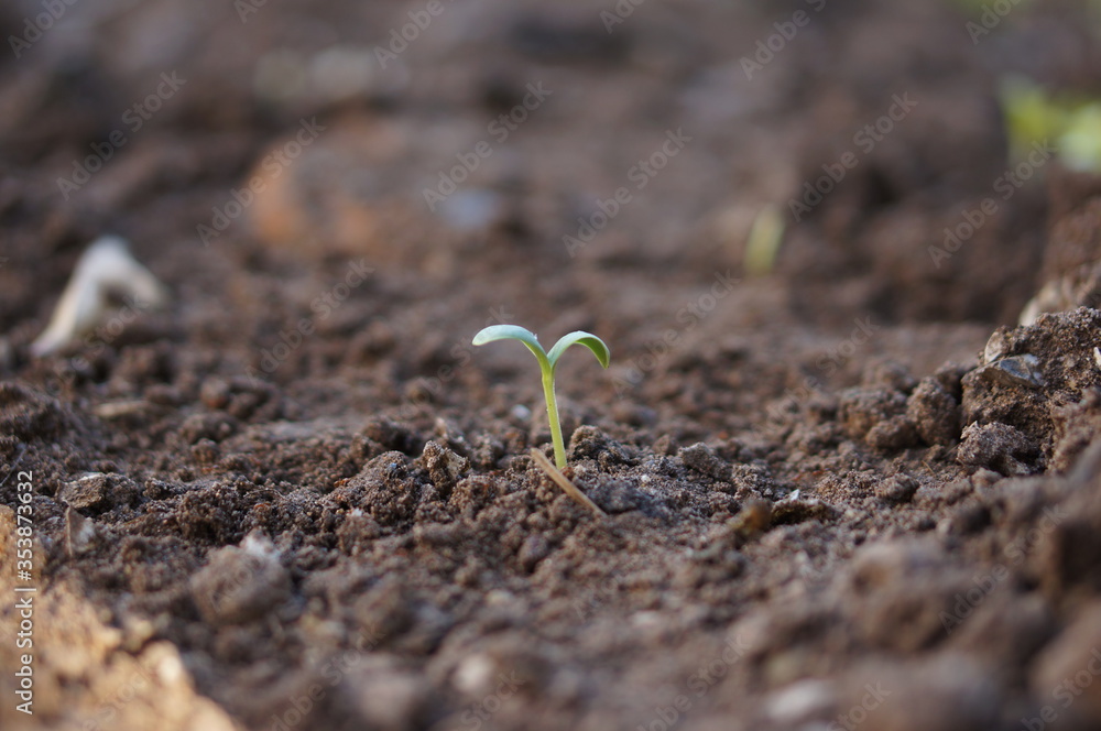 Closeup seedling are growing out from soil. Closeup seedling are growing out from soil.