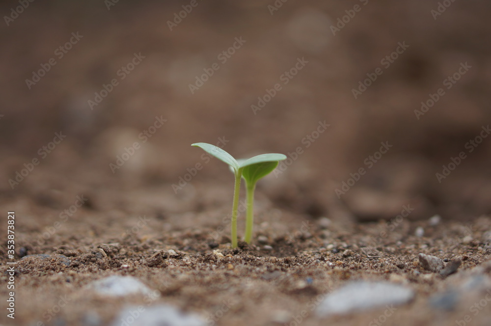 Closeup seedling are growing out from soil. Closeup seedling are growing out from soil.