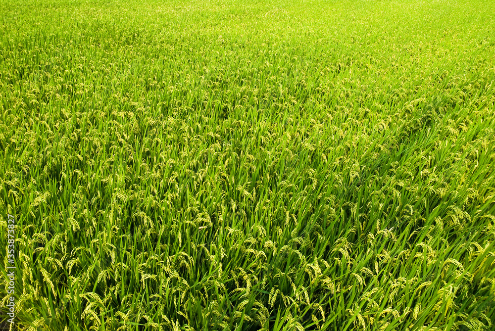 Rice crop soon to be harvest in the paddy field of Taiwan. Rice crop soon to be harvest in the paddy field of Taiwan.