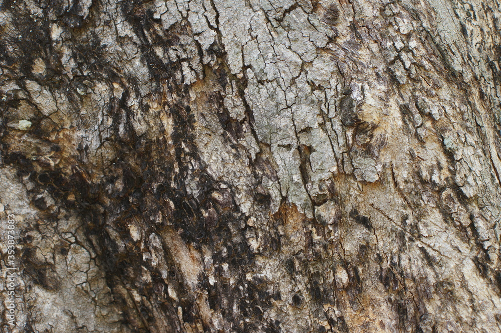 bark of a tree bark of a tree