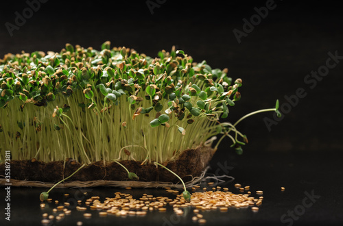 sprouts microgreen golden flax seeds grown on a linen rug at home, gray dark background