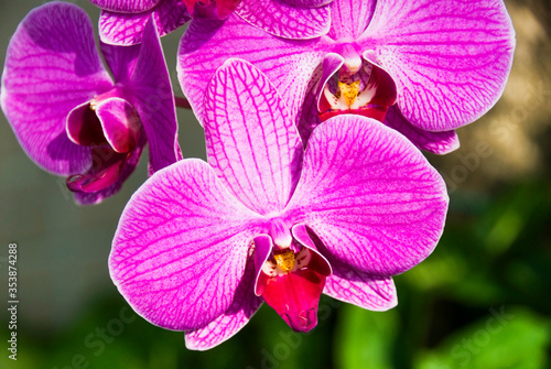 Fototapeta Naklejka Na Ścianę i Meble -  Close-up of pink orchid flowers in the garden