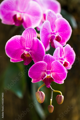 Close-up of pink orchid flowers in the garden