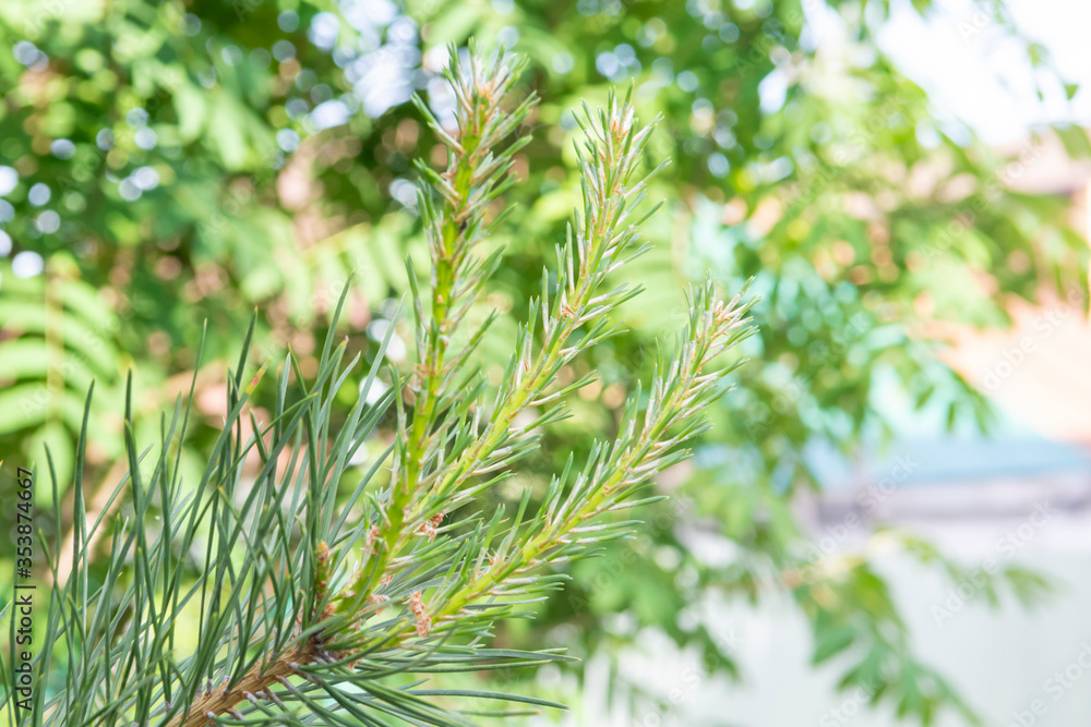 Naklejka premium young sprout on a pine branch