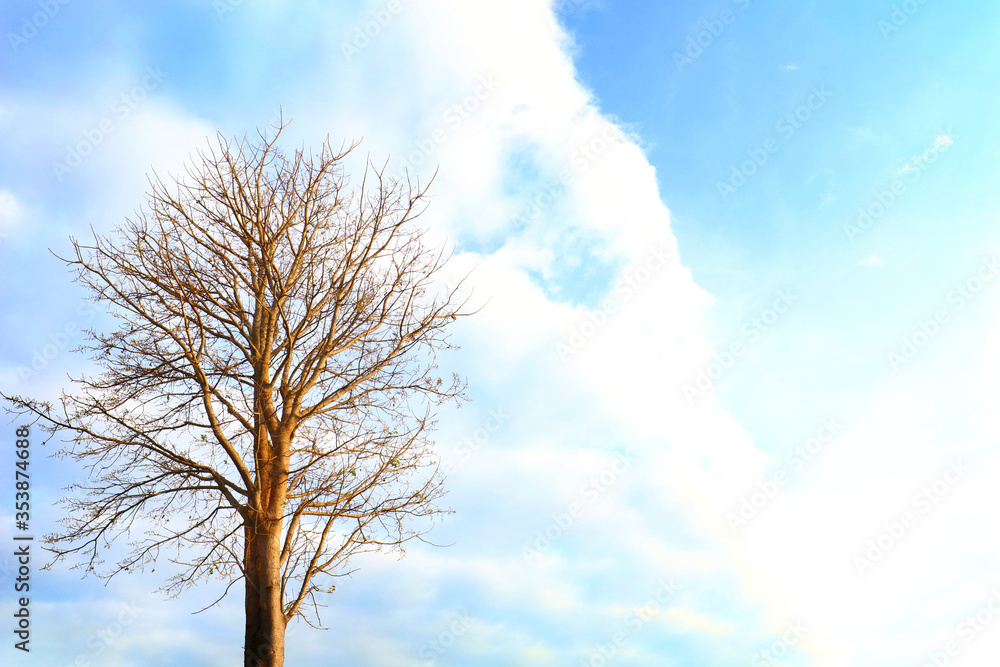 Big alive tree without its leaves with beautiful blue sky and white clouds. Tree shed its leave in fall season. Big tree trunk and branch without leaves Big alive tree without its leaves with beautiful blue sky and white clouds. Tree shed its leave in fall season. Big tree trunk and branch without leaves