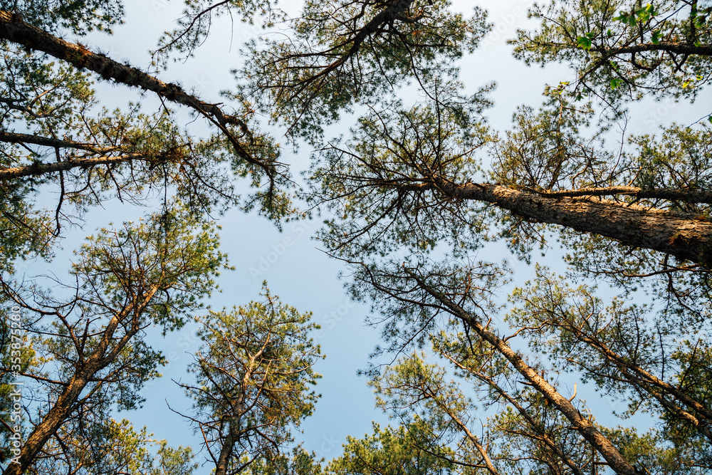 Fototapeta premium Low angle view of trees at Geumgwang Lake mountain in Anseong, Korea