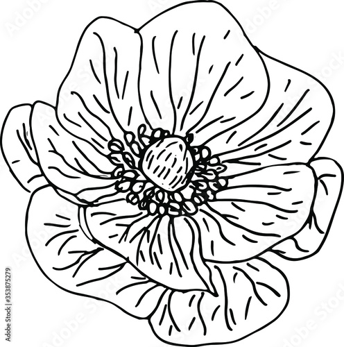 Hand drawn anemone flower in outline style. Vector isolated on white background. Top view