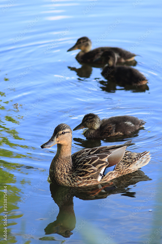 duck and ducklings duck and ducklings