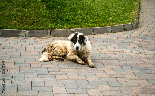 The Bucovina shepherd dog. Big security shepherd dog. photo